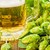 Hopfendolden und Bierkrug Hopfendolden und Bierkrug