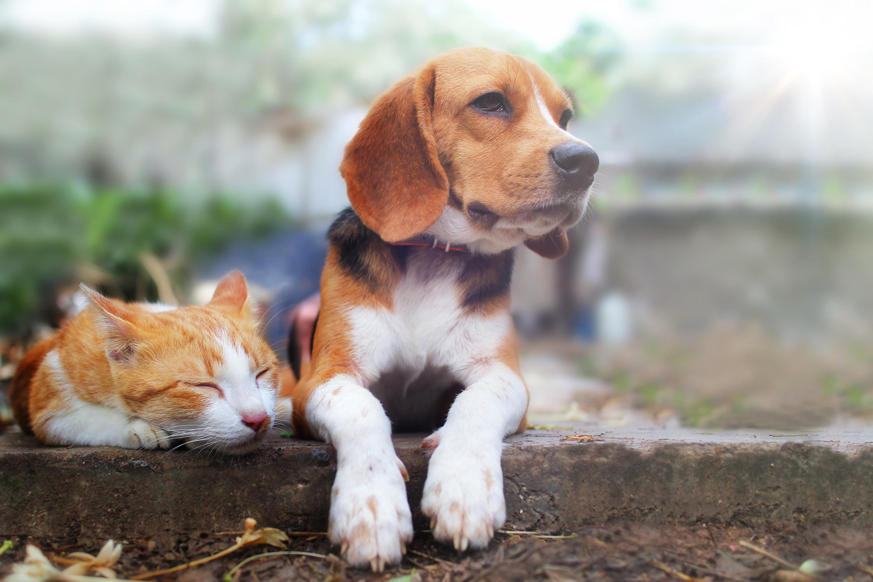 Hund und Katze - Symbolbild Onlinedienst