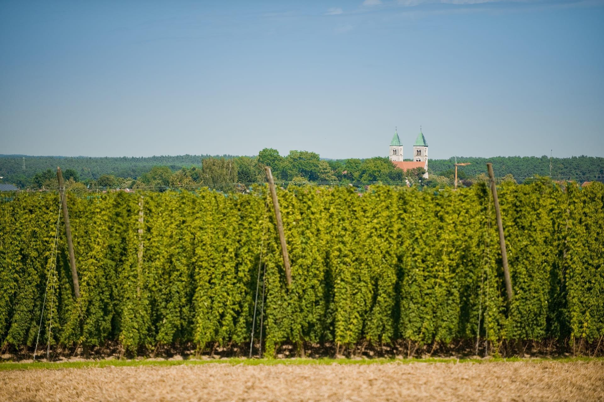 Hopfengärten in der Hallertau