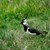 Ein schwarz-weißer Vogel - der Kiebitz - im Gras.