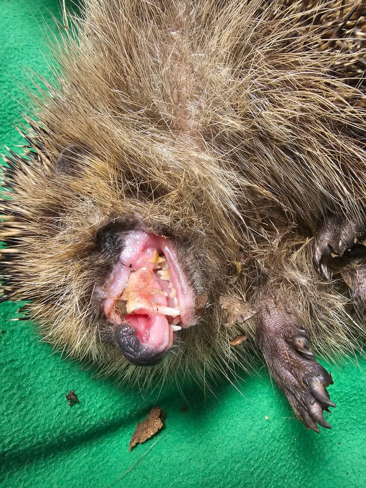 Zu sehen ist ein toter Igel mit einem zerfetzten Kiefer