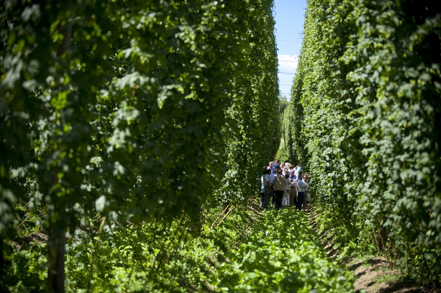 Hopfengarten in Haunsbach.JPG Leider haben wir keinen Alternativtext zu diesem Bild, aber wir arbeiten daran.